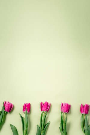 Purple tulips lie on a beautiful green background. Beautiful flowers. Spring background. International Women's Day. Place for text. Copy space.の写真素材