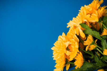 Beautiful orange chrysanthemums lie on a blue background. Beautiful flowers. Spring background. International Women's Day. Place for text. Copy space.の写真素材