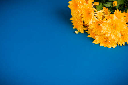 Beautiful orange chrysanthemums lie on a blue background. Beautiful flowers. Spring background. International Women's Day. Place for text. Copy space.の写真素材
