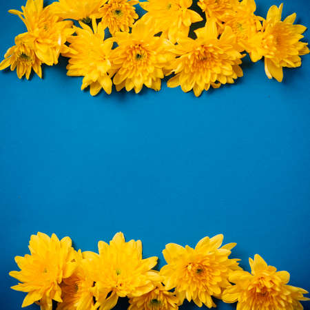 Beautiful orange chrysanthemums lie on a blue background. Beautiful flowers. Spring background. International Women's Day. Place for text. Copy space.の写真素材
