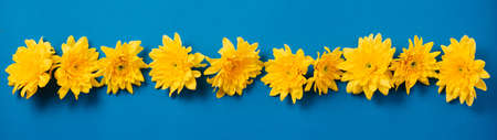 Beautiful orange chrysanthemums lie on a blue background. Beautiful flowers. Spring background. International Women's Day. Place for text. Copy space.の写真素材