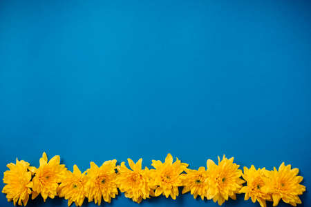 Beautiful orange chrysanthemums lie on a blue background. Beautiful flowers. Spring background....