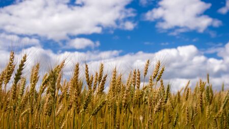 Ukrainian barley field under the cloudy summer skyの写真素材