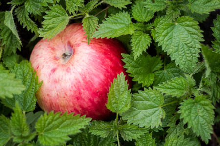 The red apple is in the nettle leafの写真素材