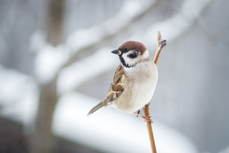 Sparrow sits on a branch in the winterの写真素材