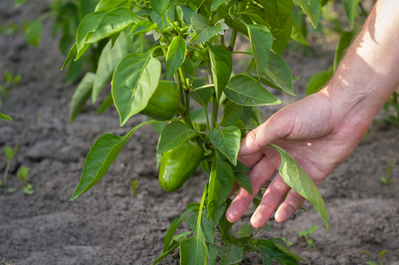 Care for growing peppers in the garden. Men's hands overlook the green peppersの写真素材