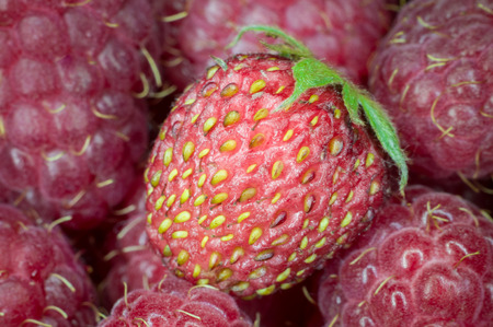 Close-up of fresh ripe strawberryの写真素材
