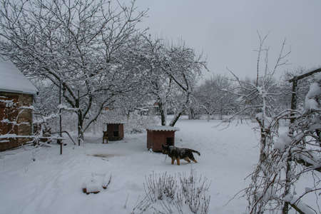 Dog - East European shepherd in the village near the town of Pologi of Zaporizhzhya region in Ukraine. January 2007の写真素材