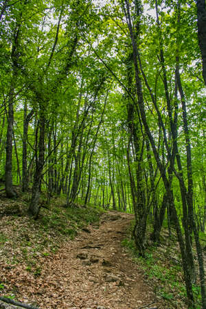 The Grand Canyon near the village Sokolyniy the Bakhchsarai area. Crimea, Ukraine. May 2008のeditorial素材