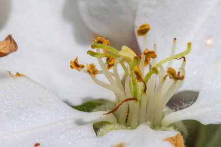 Pistil and stamens of the Apple blossom. Spring garden. Zaporizhia region. May 2017の写真素材