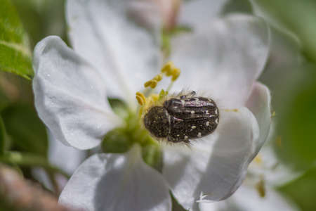 Insect Brantovka smelly (Oxythyrea funesta) eats the pollen of the flowers of Apple trees....
