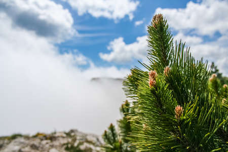 Pine with cones on the plateau on top of the mountain Ai-Petri. Crimea, Ukraine. May 2008の写真素材