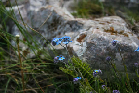 Alpine flower forget-me-not ( Myosotis) is a genus of herbaceous plants of the Borage family.The top of the mountain Ai-Petri, Crimea, Ukraine. May 2008の写真素材
