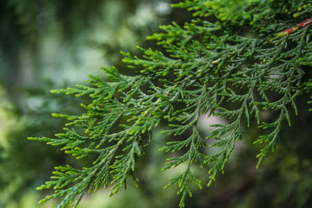The branch of a tree cypress in the park of the sanatorium Aivazovsky in Partenit. Crimea, Ukraine....