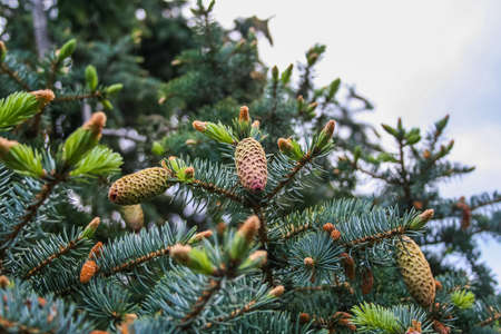 The spruce of a tree cypress in the park of the sanatorium "Aivazovsky" in Partenit. Crimea, Ukraine. May 2008の写真素材