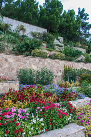 Pink decorative flowers in the Park of the sanatorium "Aivazovsky" in Partenit. Crimea, Ukraine. May 2008の写真素材
