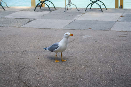The bird is a cormorant on the waterfront of the sanatorium "Aivazovsky" in Partenit. Crimea, Ukraine. May 2008の写真素材