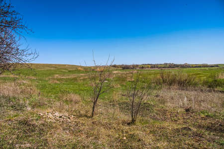 Trees in the steppe near the town of Pology in the Zaporozhye region. Ukraine. April 2009の写真素材