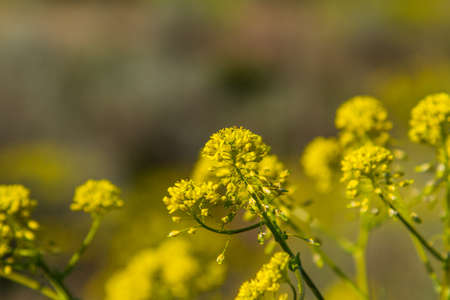 Wildflowers in the Ukrainian steppe near the town of Pology. Zaporozhye region, Ukraine. May 2017の写真素材