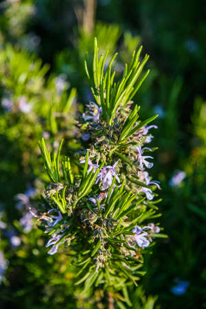 A flowerbed with flowers on the embankment of Partenit village. Crimea, Ukraine. May 2009のeditorial素材