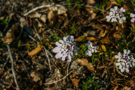 A flowerbed with flowers on the embankment of Partenit village. Crimea, Ukraine. May 2009のeditorial素材
