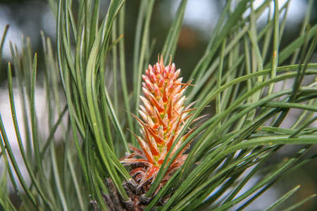 A flowerbed with flowers on the embankment of Partenit village. Crimea, Ukraine. May 2009の写真素材