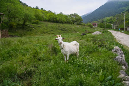 A white goat near the peninsula of Mangup plateau (Baba-kaya mountain) in Krima bilya village of Khoja Sala Bakhchisarayskiy district. Crimea, Ukraine. May 2009の写真素材