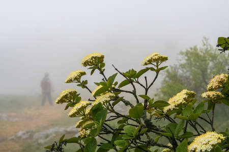 Mountain flowers in Partenit Park. Crimea, Ukraine. May 2009の写真素材