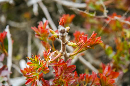 Rocky beach in the vicinity of Abramov Bay. Sevastopol, Crimea, Ukraine. May 2009のeditorial素材