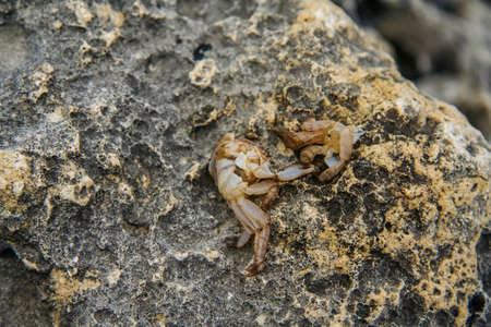 Rocky beach in the vicinity of Abramov Bay. Sevastopol, Crimea, Ukraine. May 2009のeditorial素材