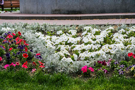 Flowers on the flower beds on the embankment of Nakhimov in the city of Sevastopol.の写真素材