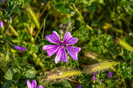 wild flower in National reserve Chersonese Taurian (the ancient city of Chersonese (Korsun)) in the...