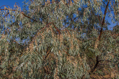 Loch angustifolia (Latin Elaeagnus angustifolia), or eastern elks (Elaeagnus orientalis) is a...