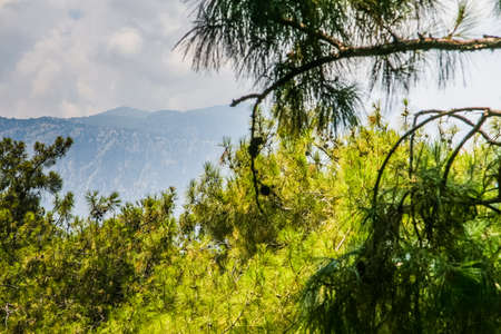the territory of the hotel Naturland Forest Resort on the Mediterranean coast of the Mediterranean Sea in the province of Antalya region Kemer village Chamyuva .Turkey.July 2009の写真素材