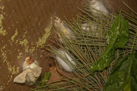 Silkworm (Bombyx mori) - a butterfly from the family of real silkworms, which plays an important economic role in the production of silk. Denizli, Turkey. July 2009の写真素材