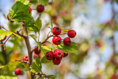 Rosehip (Lat. Rosa) - genus of plants of the Rosaceae family of order Rosaceae. This family was named and the family, and the order to which it refers. It has many cultural forms, bred under the name Rose.の写真素材