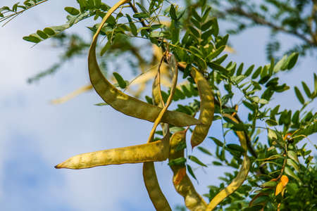 Gledicia three-lobed, or Gledicia vulgaris (Latin Gleditsia triacanthos) - a species of trees from the genus Gleditsia (Gleditsia) family of legumes (Fabaceae).の写真素材