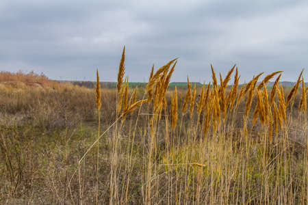 Autumn in the Tavri steppe. Zaporozhye region, Ukraine. November 2017の写真素材