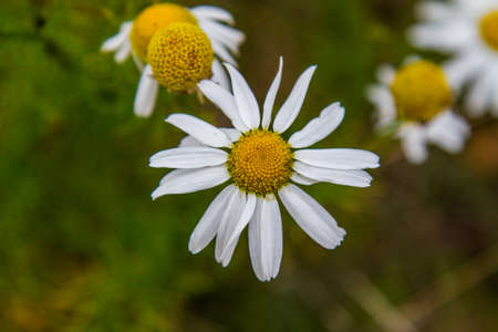 Chamomile (Latin MatricÐ°ria) - a genus of perennial flowering plants of the family Astersの写真素材