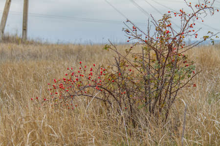 Autumn in the Tavri steppe. Zaporozhye region, Ukraine. November 2017