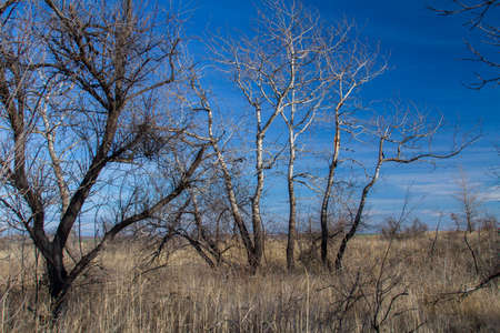 Taurian steppe after summer fires. Zaporozhye region, Ukraine. January 2018の写真素材