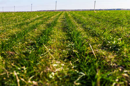 winter wheat growth in the field in the Zaporozhye region in winter. Ukraine. January 2018の写真素材