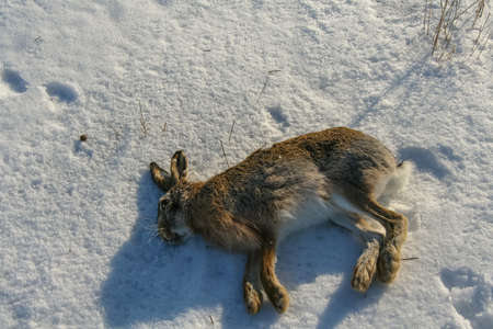 Extracted hare (Lepus europaeus). Zaporozhye region, Ukraine. January 2010の写真素材