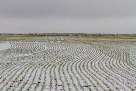 Snow-covered Tavri steppe in winterの写真素材