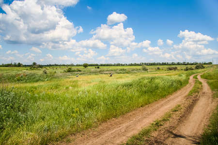 Tavriysky blooming steppe in summer. Zaporozhye region, Ukraine. June 2010
