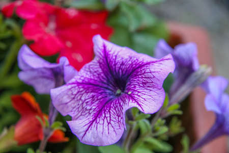 Flowers in the spring garden in May. Zaporozhye region, Ukraine. May 2010の写真素材