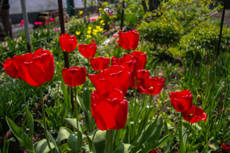 tulip in a spring gardenの写真素材