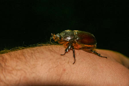 May bug on a summer evening. Zaporozhye region, Ukraine. June 2010の写真素材