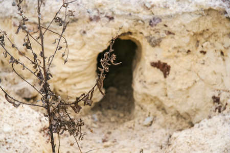 fox hole on the slope of the sand hill. Zaporozhye region, Ukraine.November 2010の写真素材