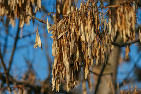 a bunch of ash seeds in a winter forestの写真素材